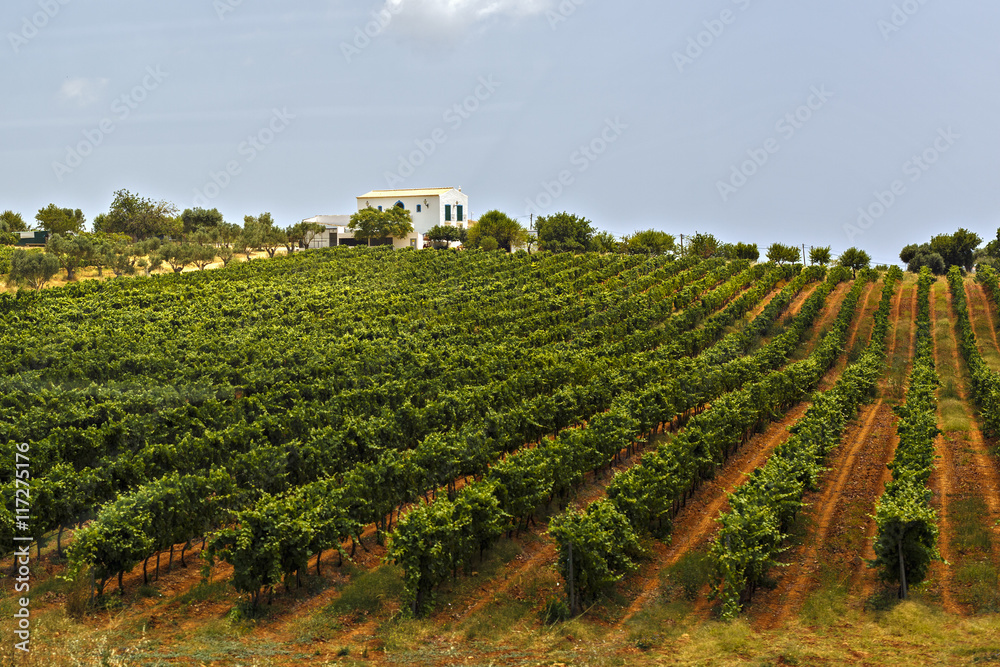 Plantation of grape vines landscape with sunset