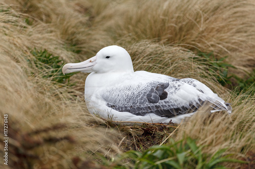 Albatros real