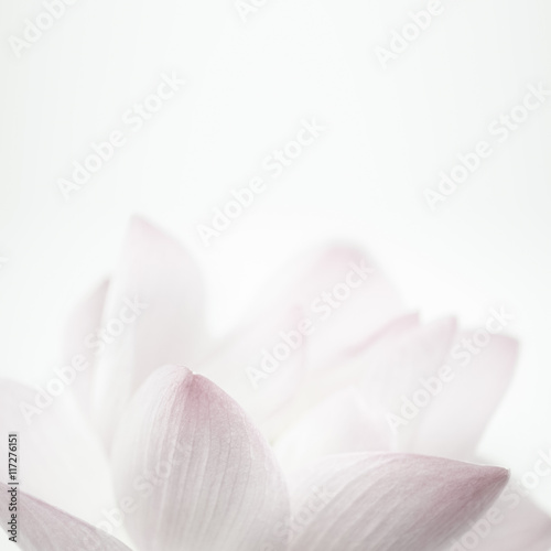 pink lotus in soft color and blur style for background

