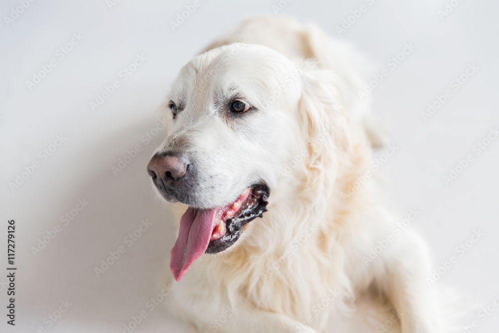 close up of golden retriever dog