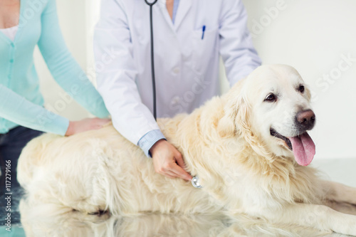 Fototapeta Naklejka Na Ścianę i Meble -  close up of vet with stethoscope and dog at clinic