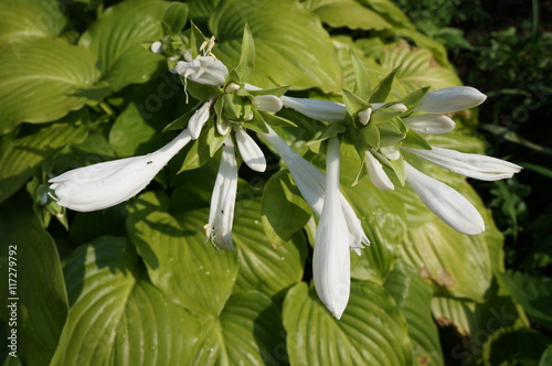 Canvas Print Hosta  hybrid 'Royal Standard' white flowers and shiny green leaves