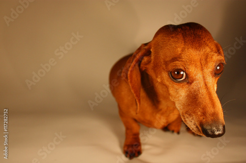 Miniature Dachshund photo