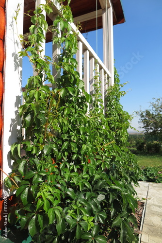 Summer cottage terrace densely twined by virginia creeper (Parthenocissus quinquefolia var. murorum) against a blue sky photo