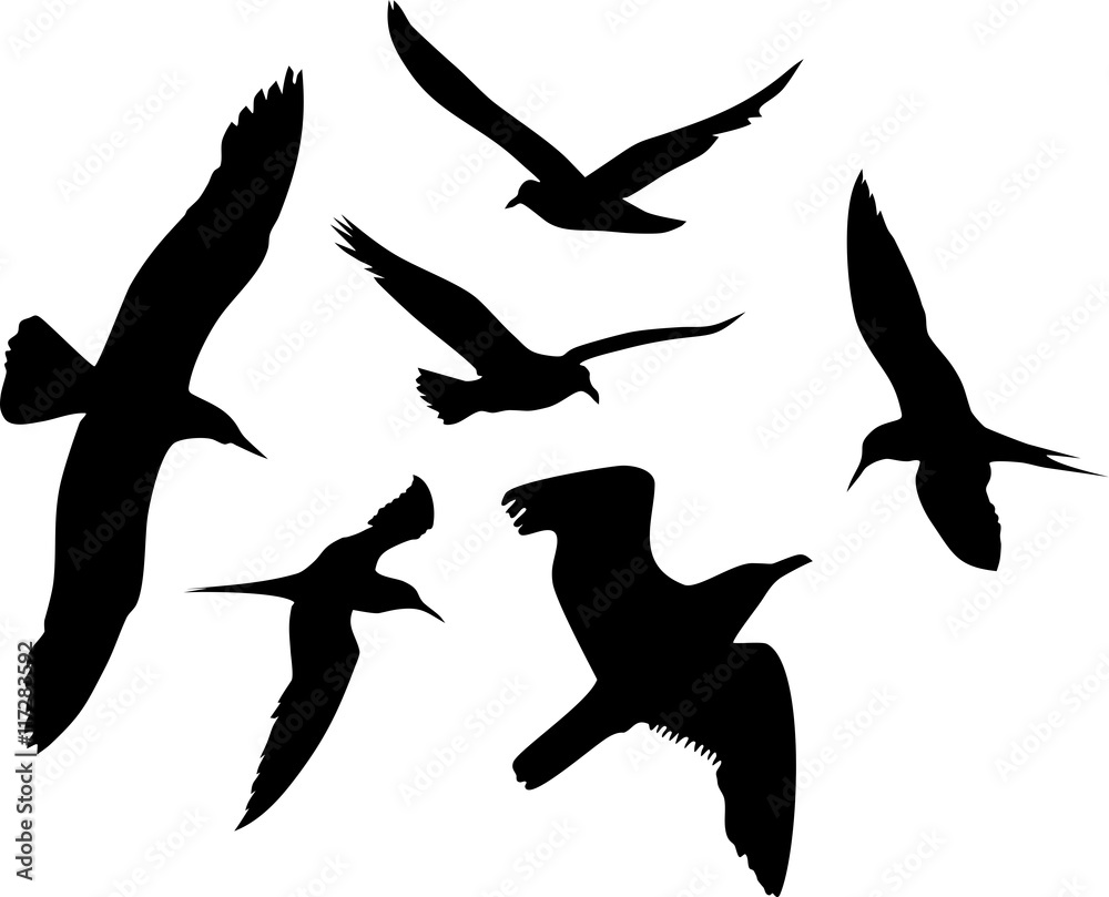 Fototapeta premium Silhouettes of flying seagulls