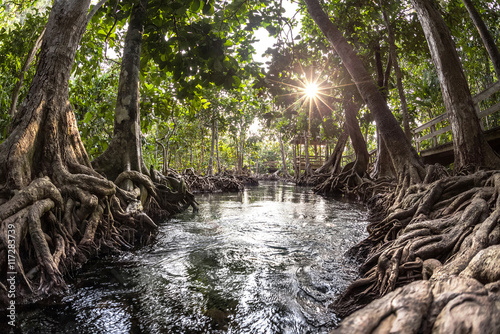 Fototapeta Drzewa mangrowe w lesie bagien torfu i rzeka z czystą wodą. Tha Pom kanał, Prowincja Krabi, Tajlandia