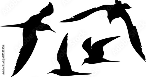 Silhouettes of flying seagulls