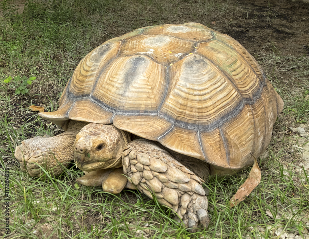 Giant tortoise on grass, outdoor open zoo Giant tortoise on grass, outdoor open zoo