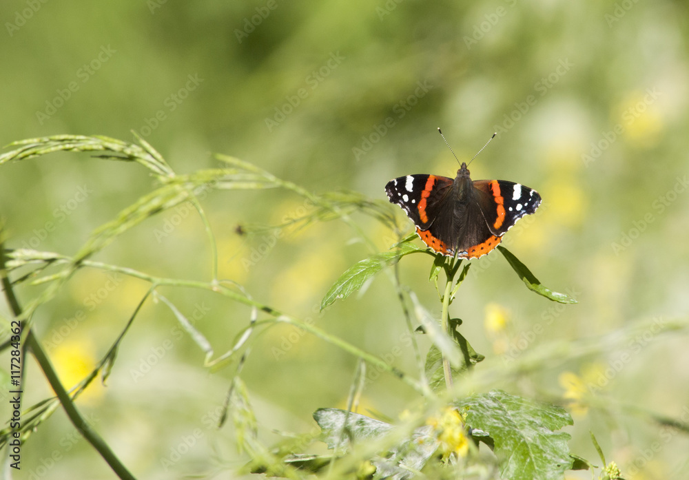Fototapeta premium vlinder Vanessa atalanta in vlindertuin