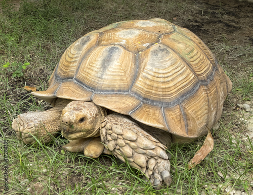 Giant tortoise on grass, outdoor open zoo