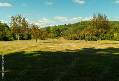 Long path. Long tree pathway. Tall trees. Light and shadow. Sunny day. Blue sky background. Cement path. Long road. Vanishing point. Inspirational. Park path. Summer day. Shadows on floor. 