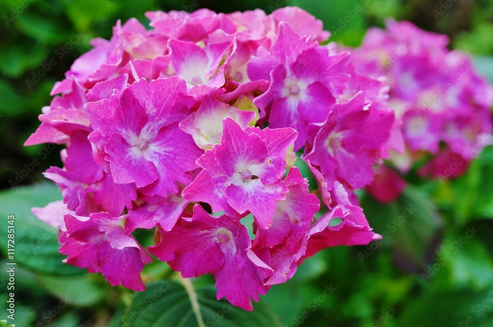 Pink hydrangea flowers in bloom Pink hydrangea flowers in bloom