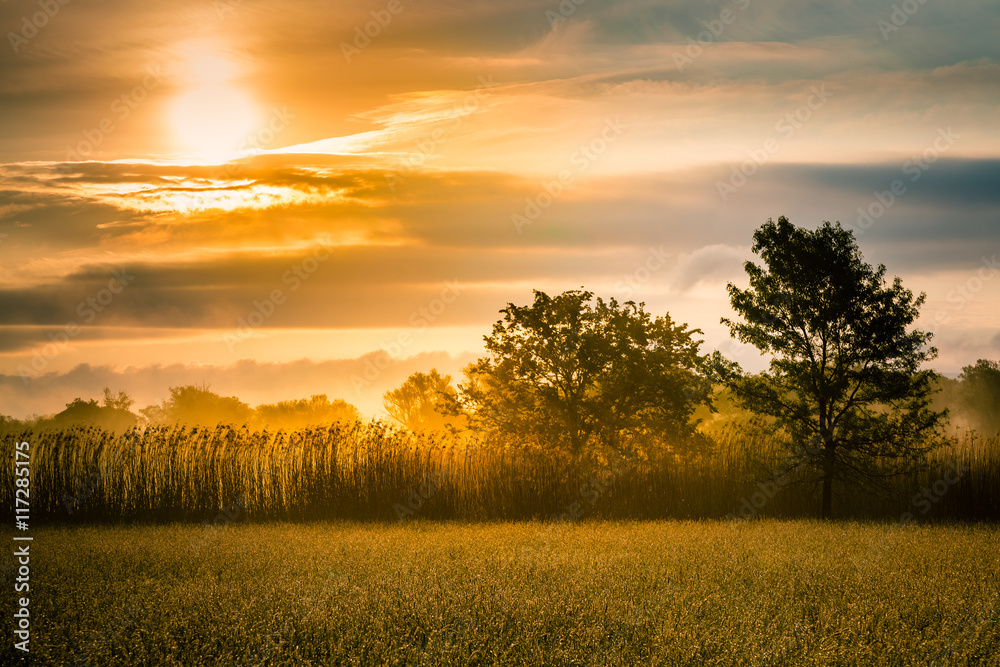 Obraz premium Morning sunny meadow