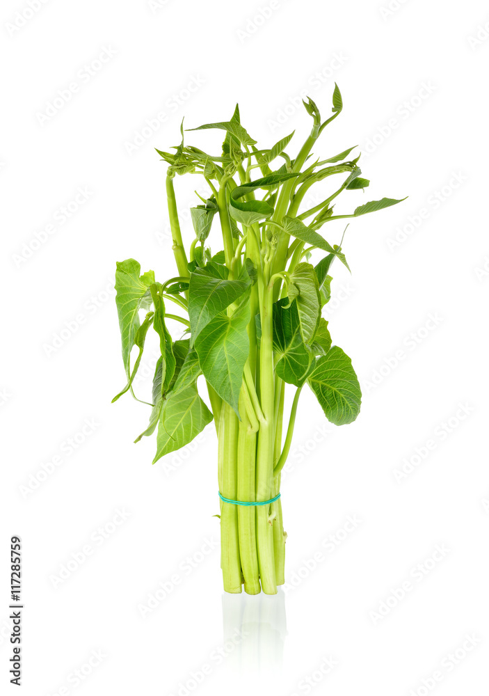 fresh morning glory with white background fresh morning glory with white background