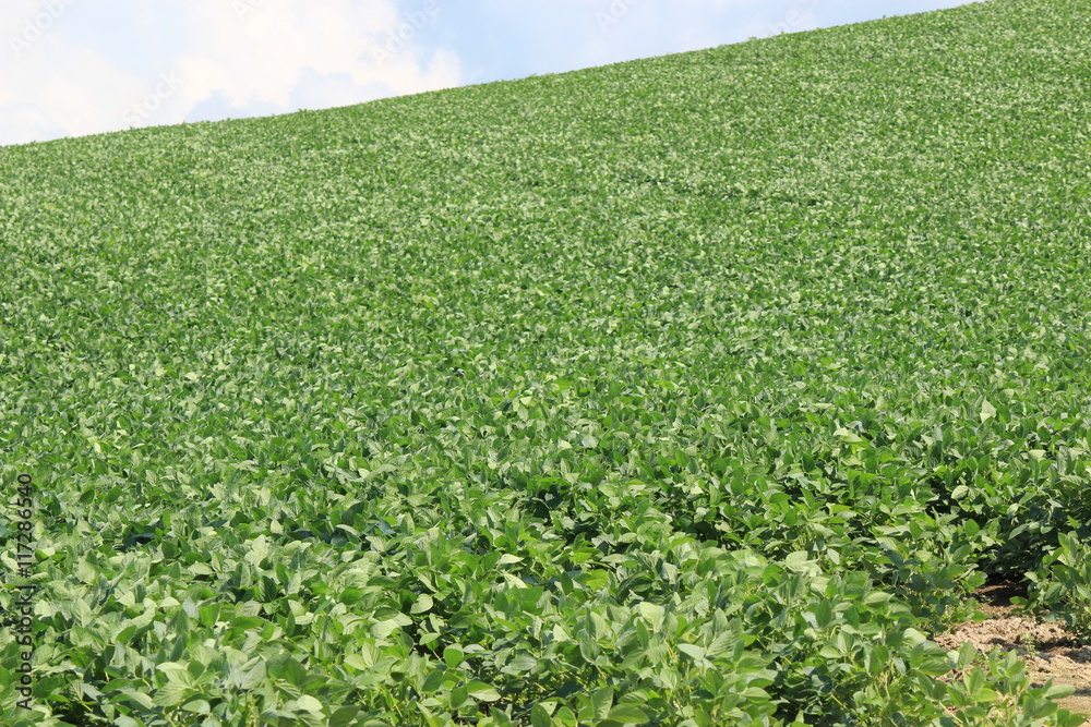 美瑛の丘から見た美しい風景