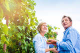 Senior couple in blue shirts holding bunch of grapes
