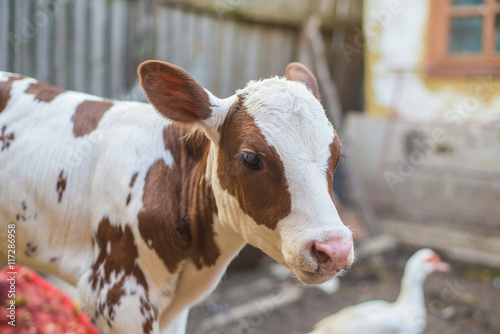 newborn calf in the village