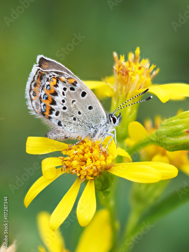copper-butterfly on goldenrod © enskanto