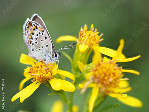 copper-butterfly on goldenrod © enskanto