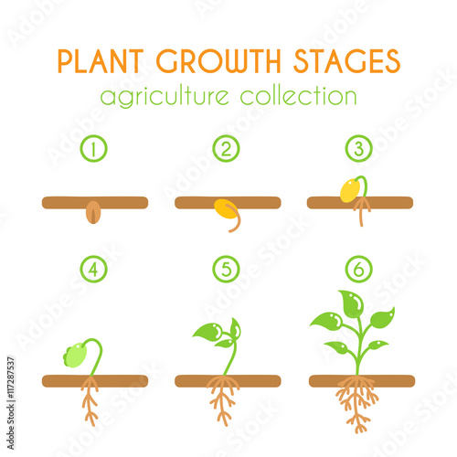 Vector plant growth stages. Planting process infographic design. Flat argiculture collection.