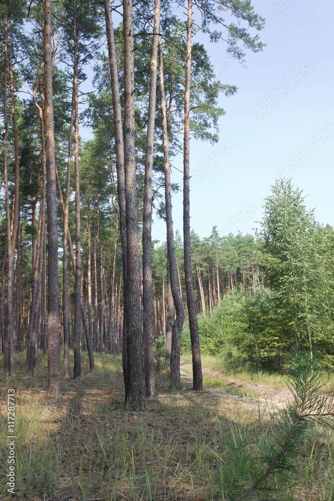morning in the pine wood in the summer morning in the pine wood in the summer