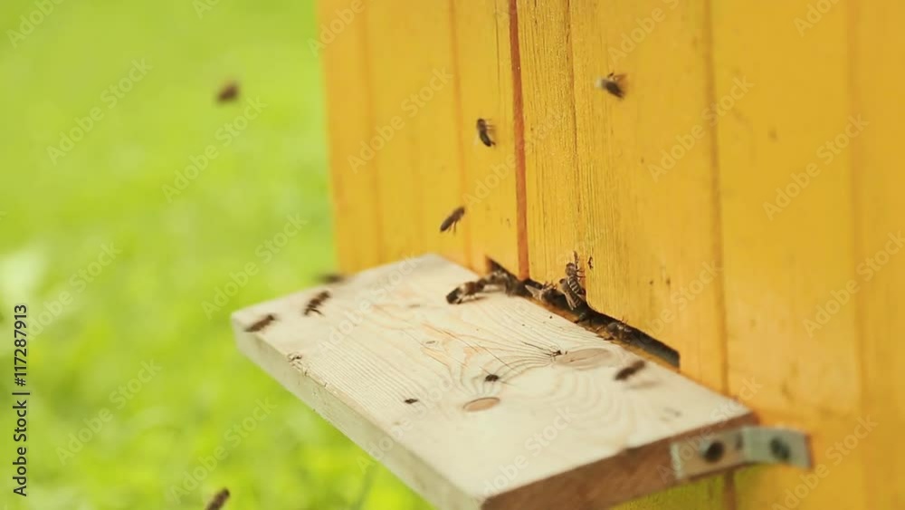 Bees fly in and fly out of beehive. Bees fly in and fly out of beehive.