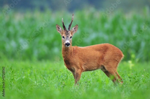 Wild roe deer