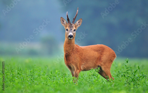 Wild roe deer © Soru Epotok