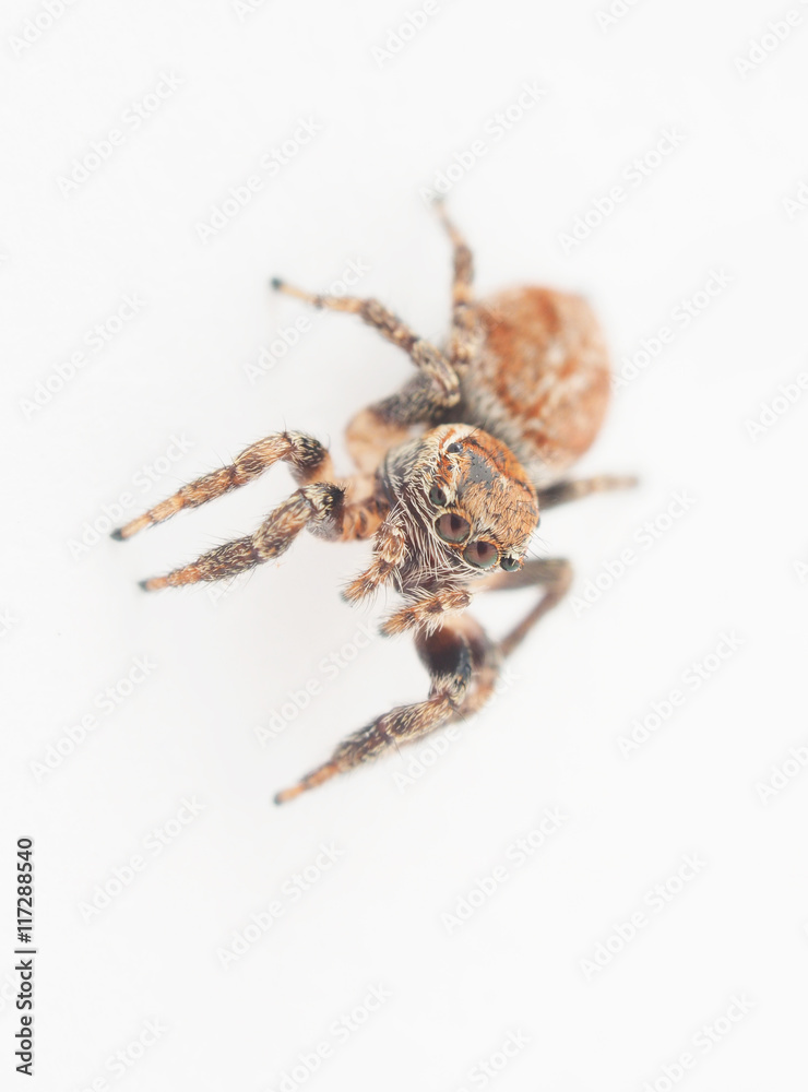 jumping spider on a white background