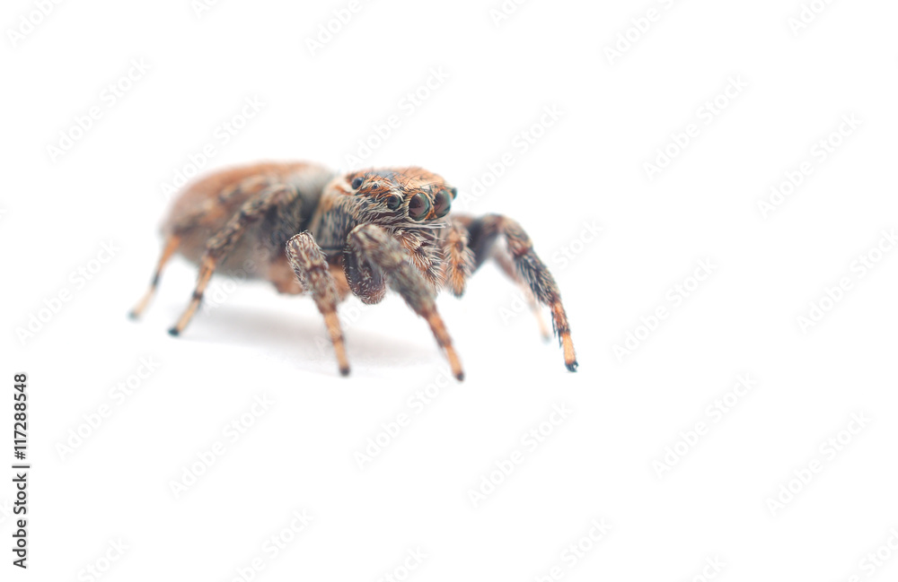 jumping spider on a white background