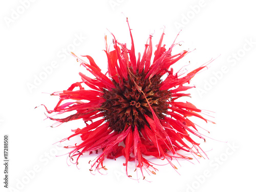 bergamot flowers on a white background
