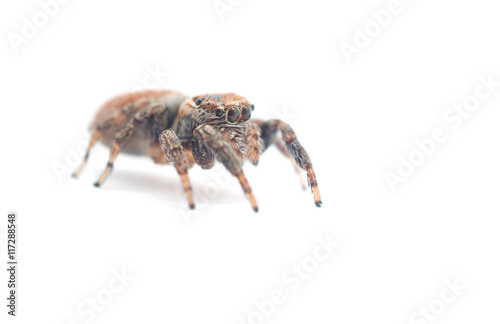 jumping spider on a white background