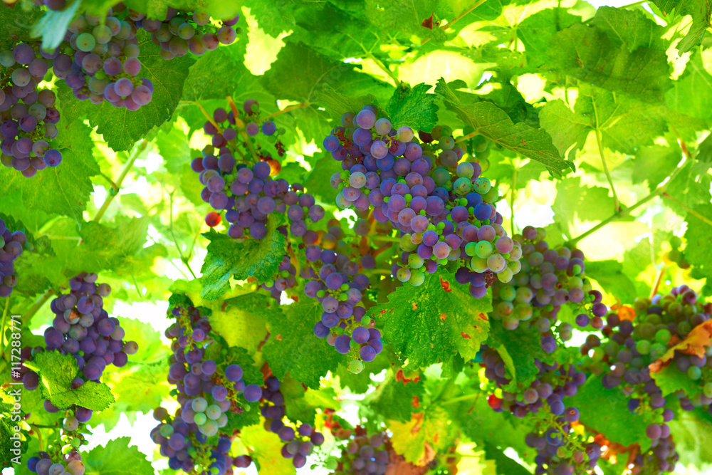Bunch of blue grapes
