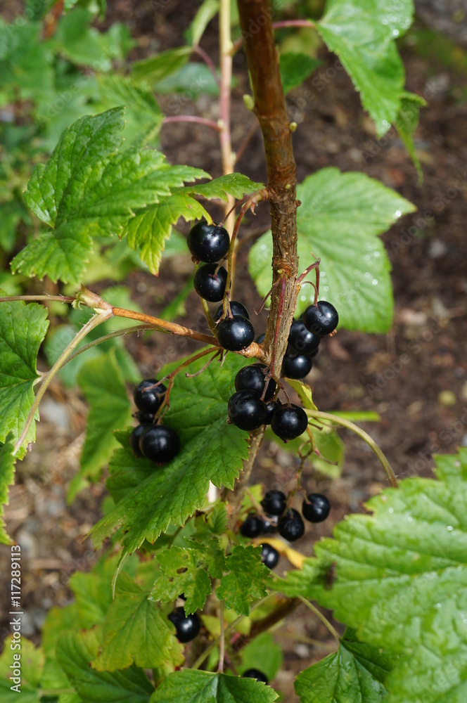 Blackcurrant berries growing on a Ribes Nigrum shrub