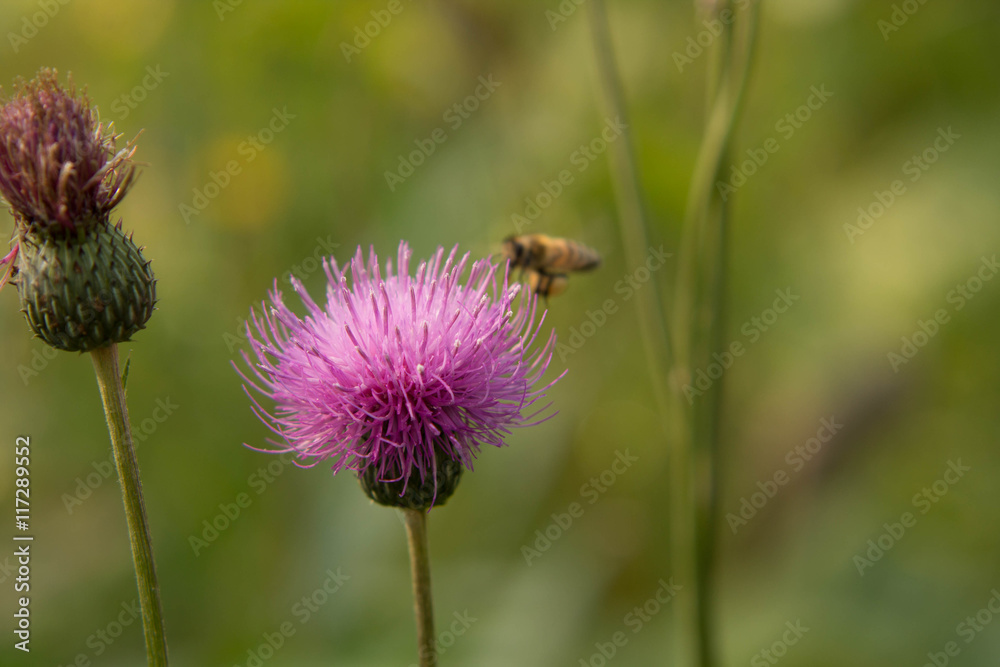bee collects nectar on a beautiful flower bee collects nectar on a beautiful flower