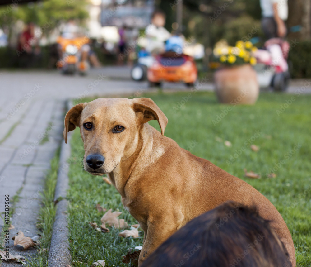 Homeless brown dog in park, children toy cars in background Homeless brown dog in park, children toy cars in background