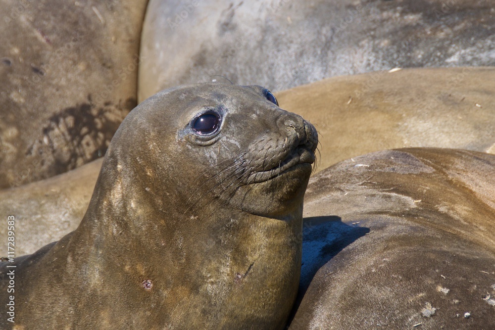 Fototapeta premium Elephant seal looking up at Saint Andrew's Bay in South Georgia