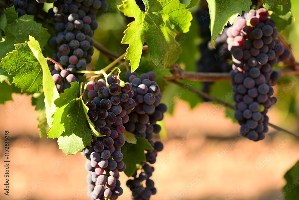 vineyard with ripe grapes