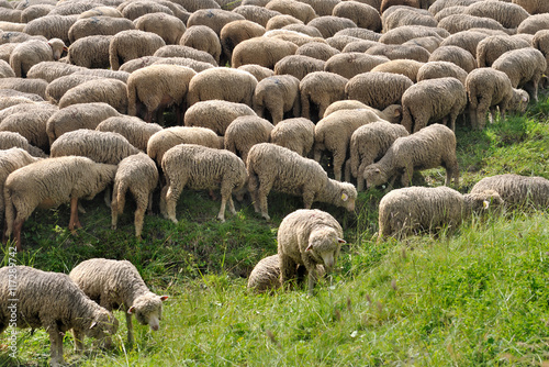troupeau de moutons dans pâturage alpin