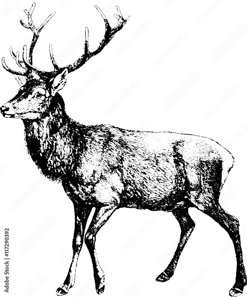 Obraz premium Vintage inage deer