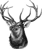 Vintage inage deer head