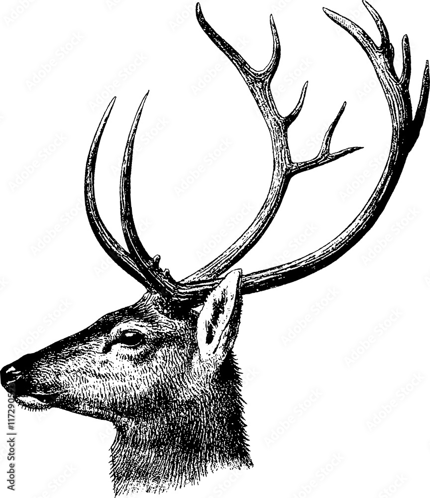 Naklejka premium Vintage inage deer head
