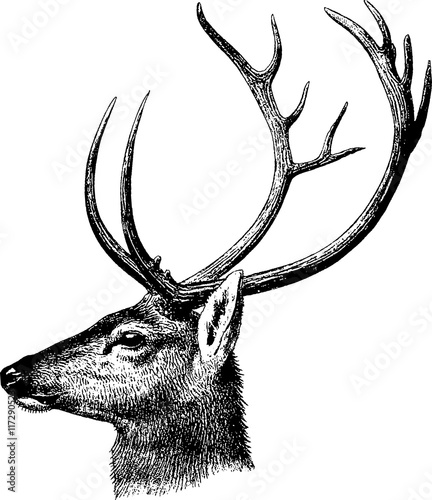 Vintage inage deer head