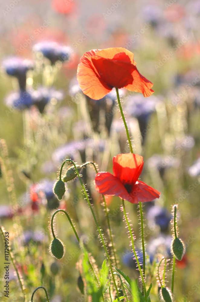 Obraz premium Przepiękne pole maków i facelii