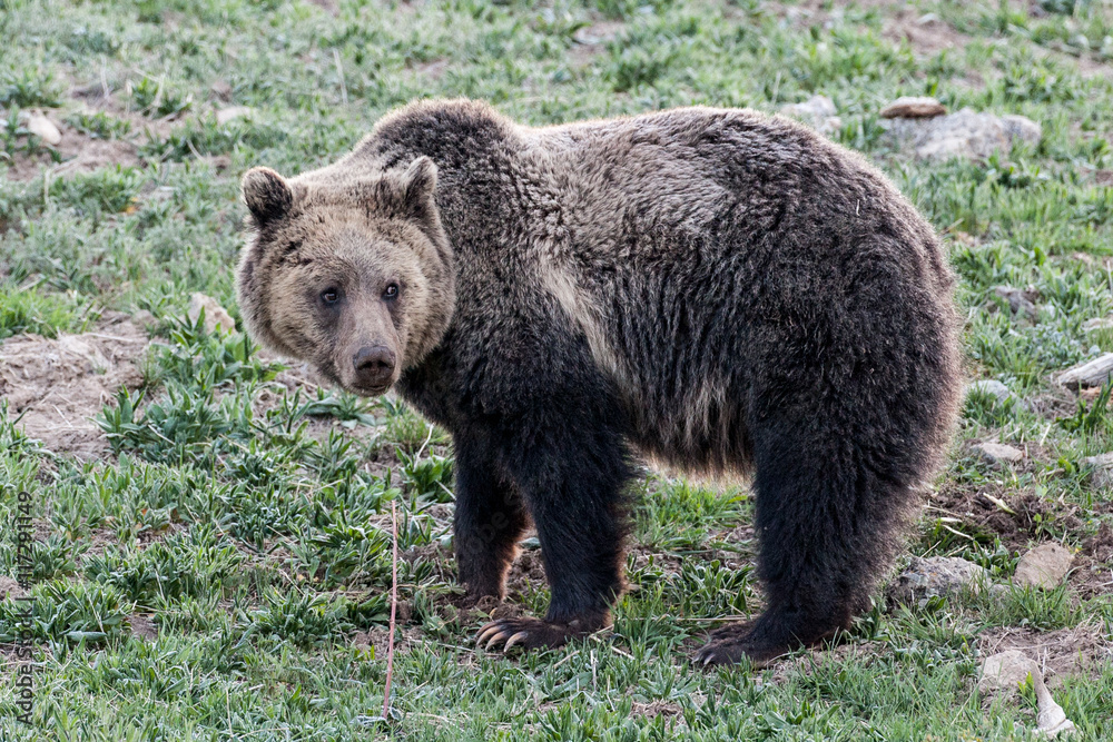 Bears in the Wild Bears in the Wild