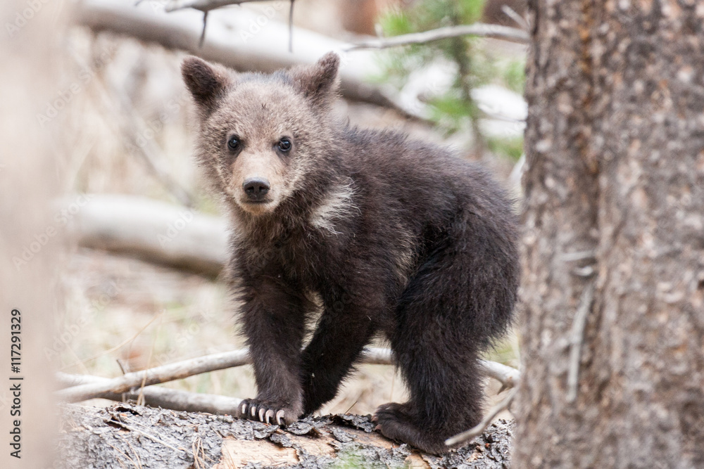 Fototapeta premium Bears in the Wild