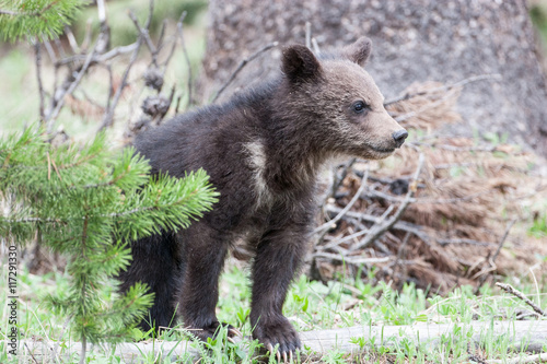 Bears in the Wild