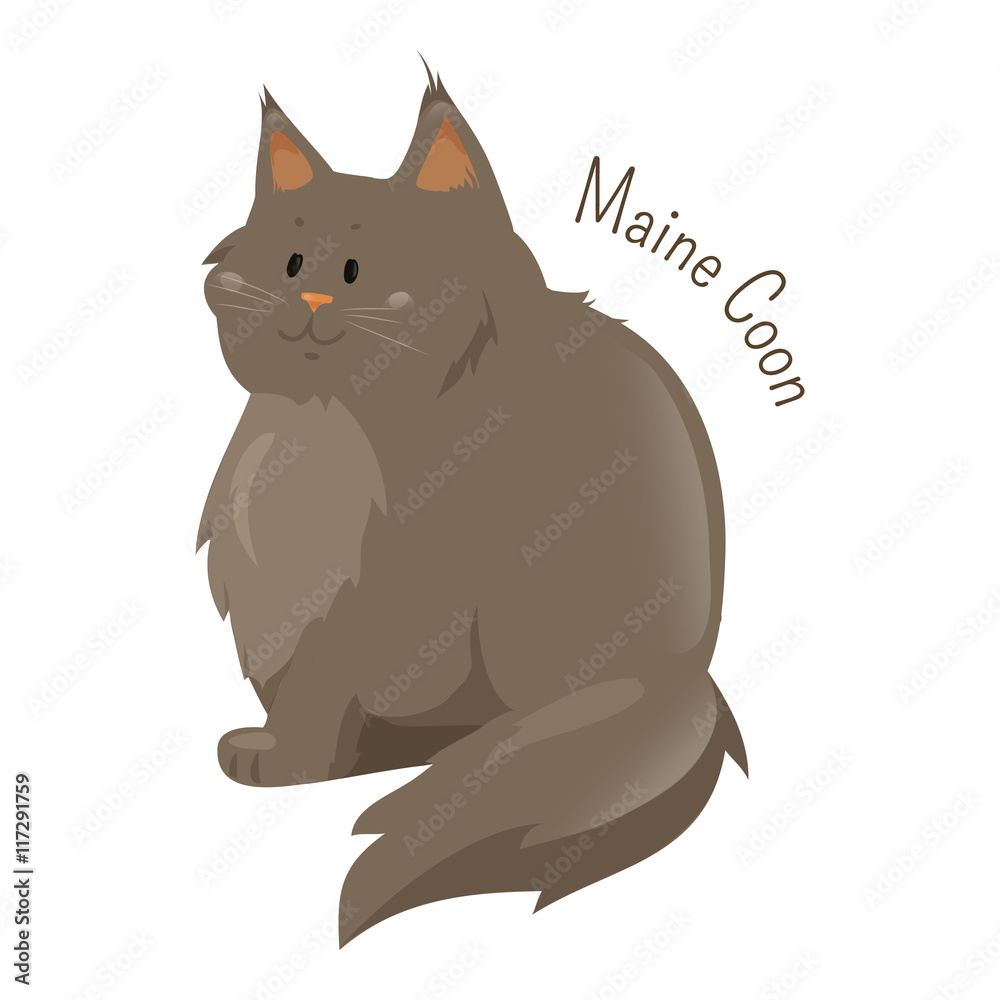 Fototapeta premium Maine Coon isolated on white background.