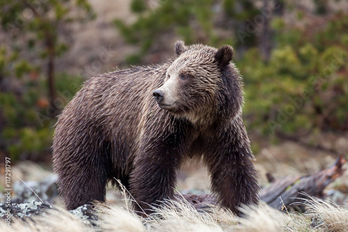 Photography Bears in the Wild
