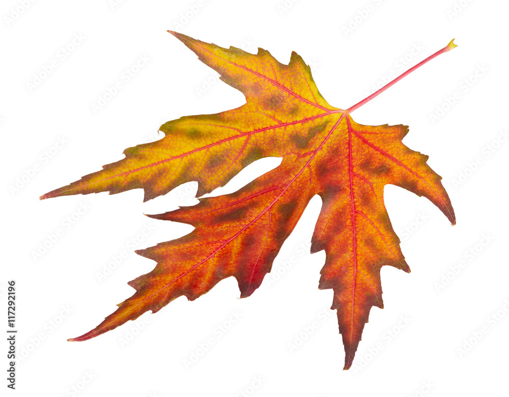 Fototapeta premium Maple leaf